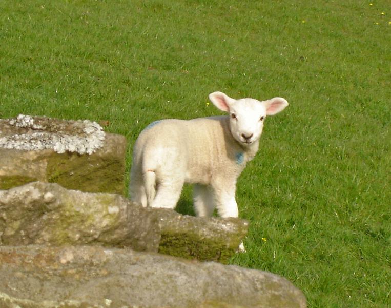 Lamb.jpg - Spring Lamb  by John & Pat Halson